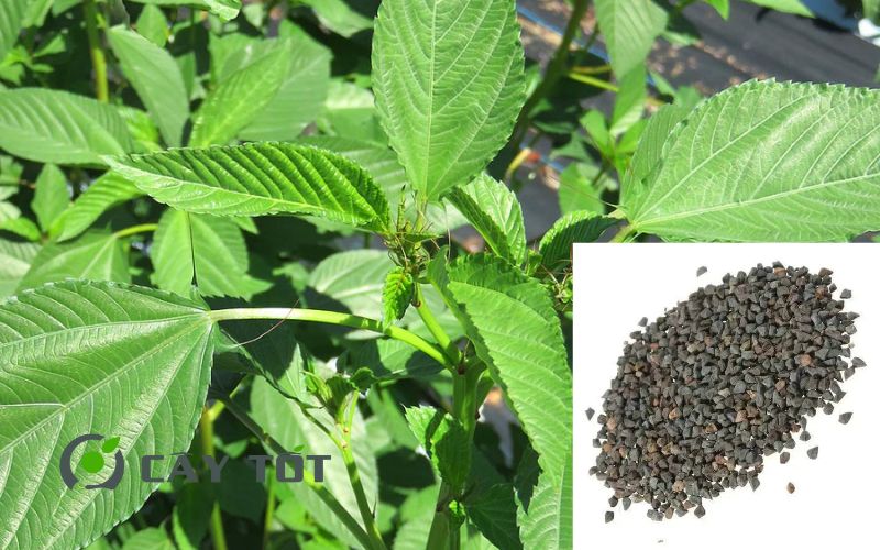 Hạt Giống Rau Đay