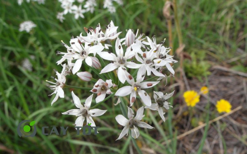 Hạt Giống Hẹ Nhật