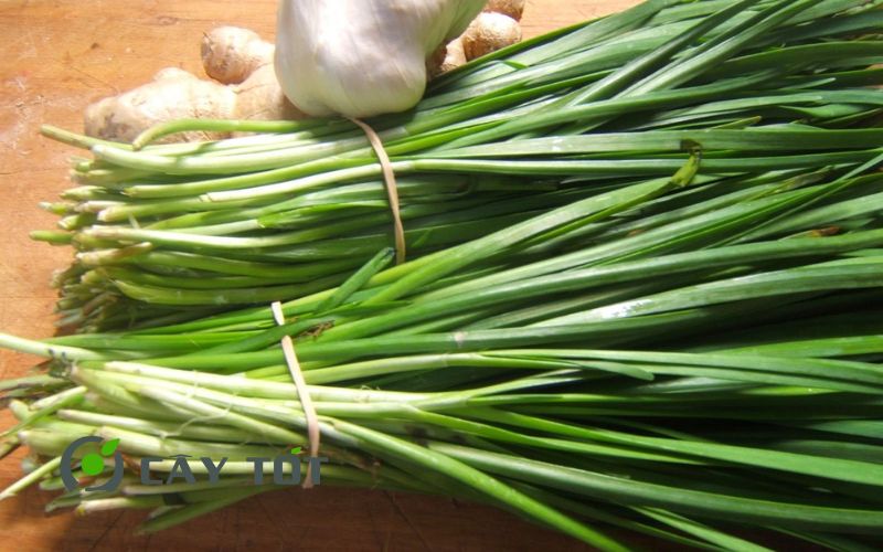 Hạt Giống Hẹ Cao Sản