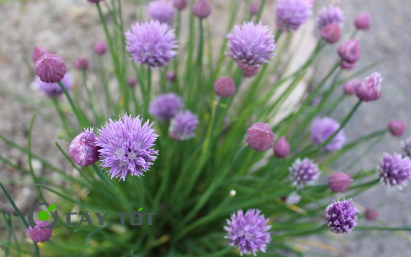 Hạt Giống Hẹ Tím