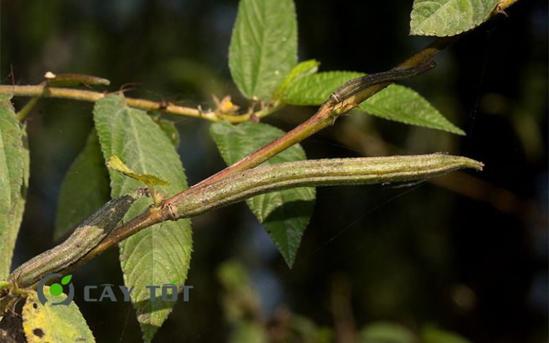 Hạt Giống Rau Đay Đỏ