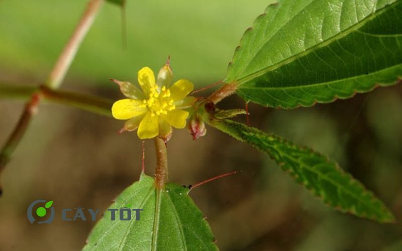 Hạt Giống Rau Đay Cao Sản