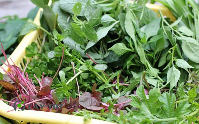 Hạt Giống Rau Tập Tàng