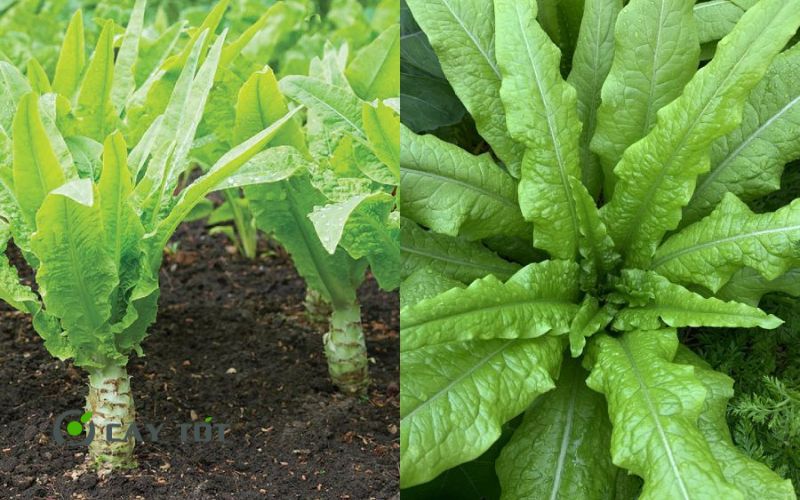 Hạt Giống Rau Diếp Thơm