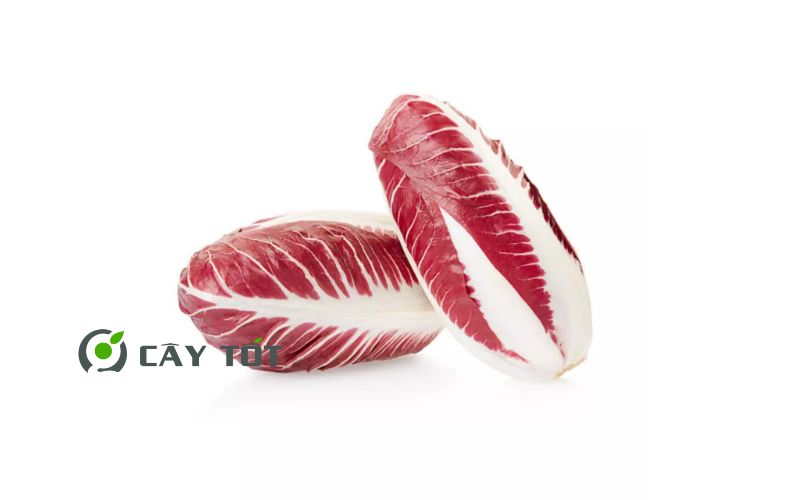 Hạt Giống Diếp Xoăn