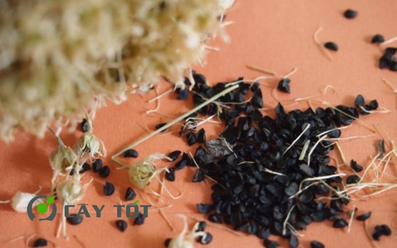 Hạt Giống Hành Lá