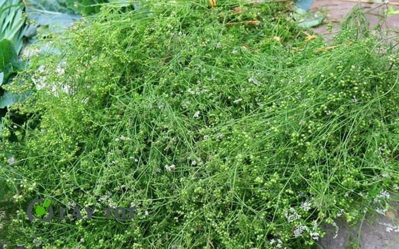 Hạt Giống Rau Mùi Già