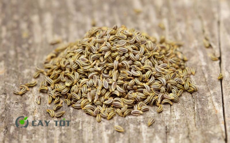 Hạt Giống Ngò Tây