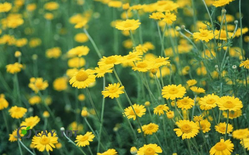 Hạt Giống Rau Cúc Áo