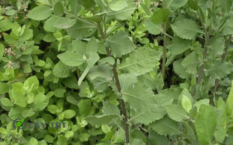 Hạt Giống Rau Cúc Tần