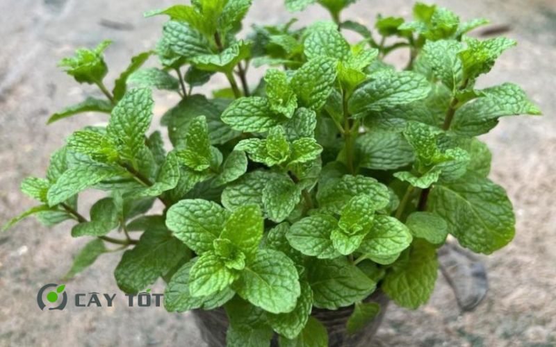 Hạt Giống Húng Lủi Thái