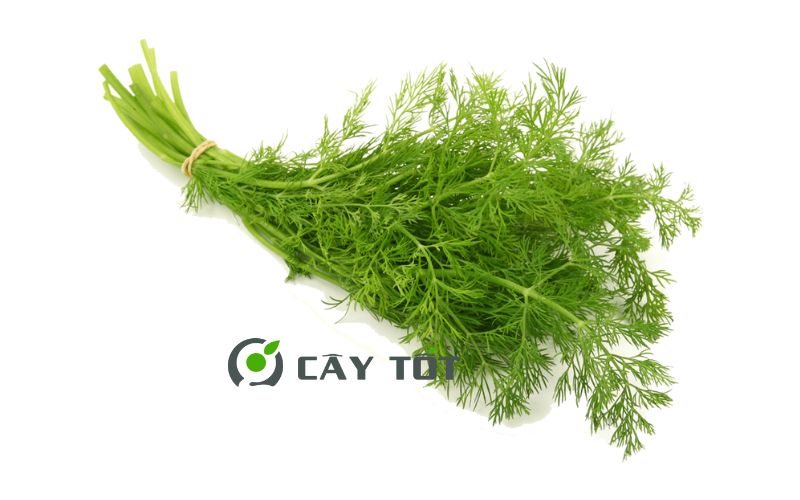 Hạt Giống Thì Là