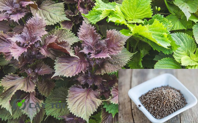 Hạt Giống Tía Tô