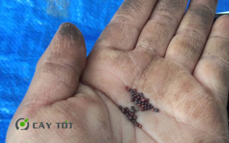 Hạt Giống Cải Ngọt