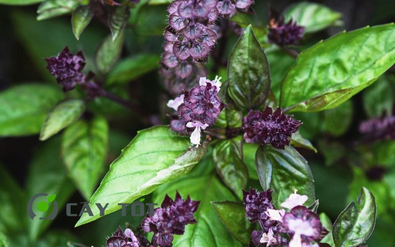 Hạt Giống Rau Húng Quế