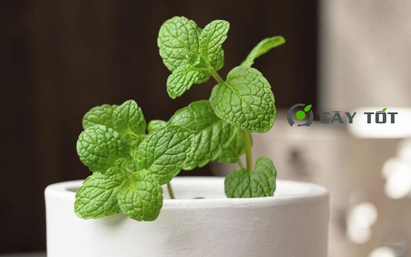 Hạt Giống Rau Húng Lủi