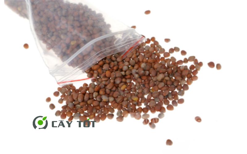 Hạt Giống Diếp Cá