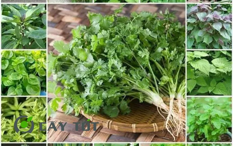 Hạt Giống Rau Thơm Tổng Hợp