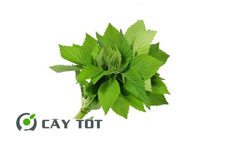 Hạt Giống Kinh Giới