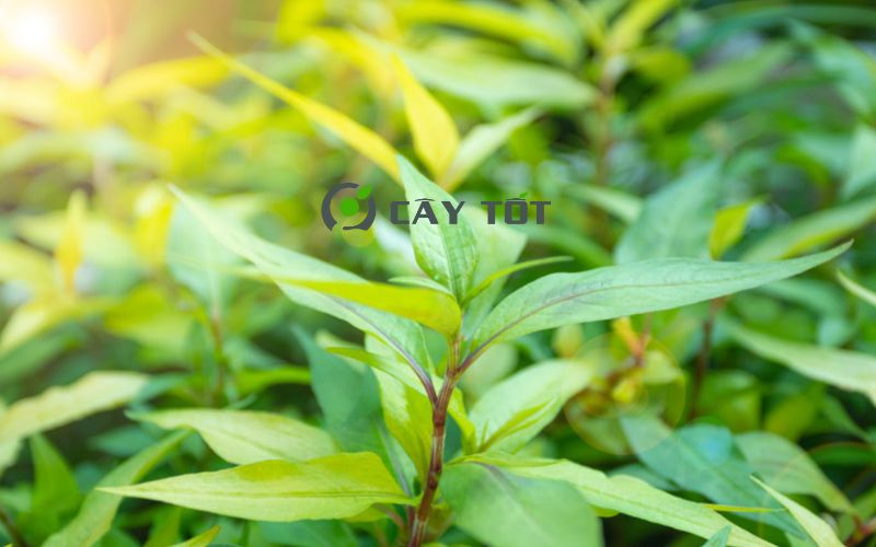 Hạt Giống Rau Răm