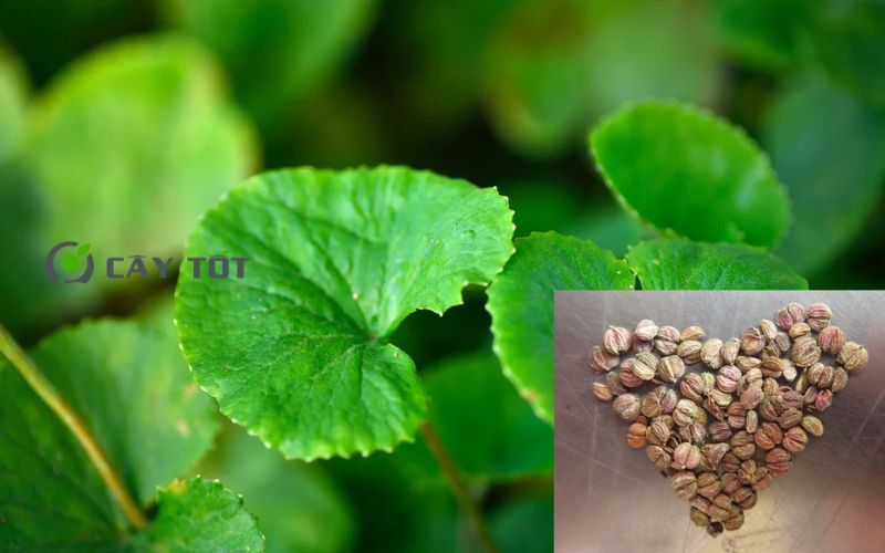 Hạt Giống Rau Má