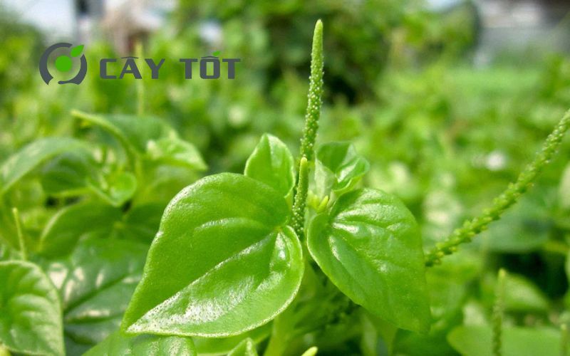 Hạt Giống Rau Càng Cua