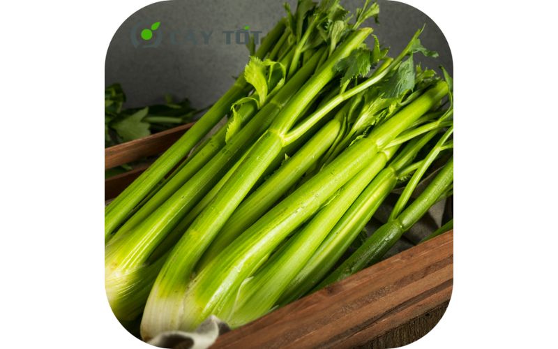 Hạt Giống Rau Cần Nước