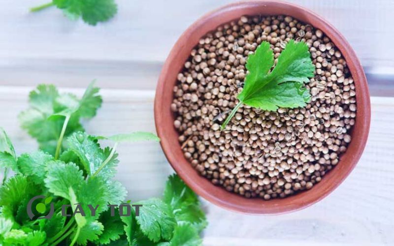 Hạt Giống Ngò Rí