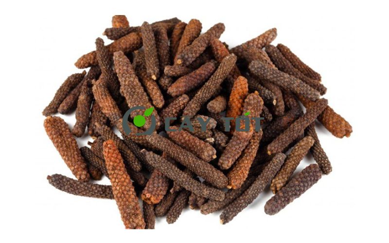 Hạt Giống Lá Lốt