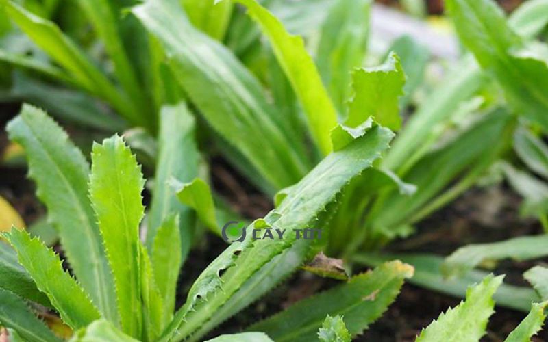 Hạt Giống Rau Mùi Tàu