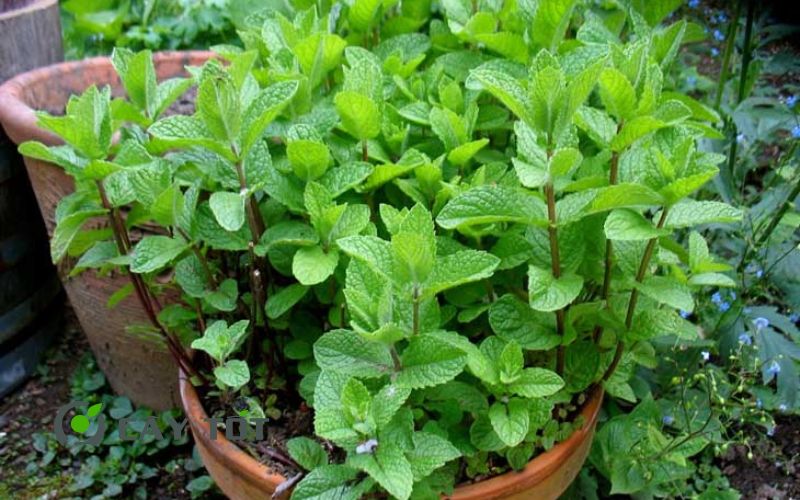 Hạt Giống Bạc Hà