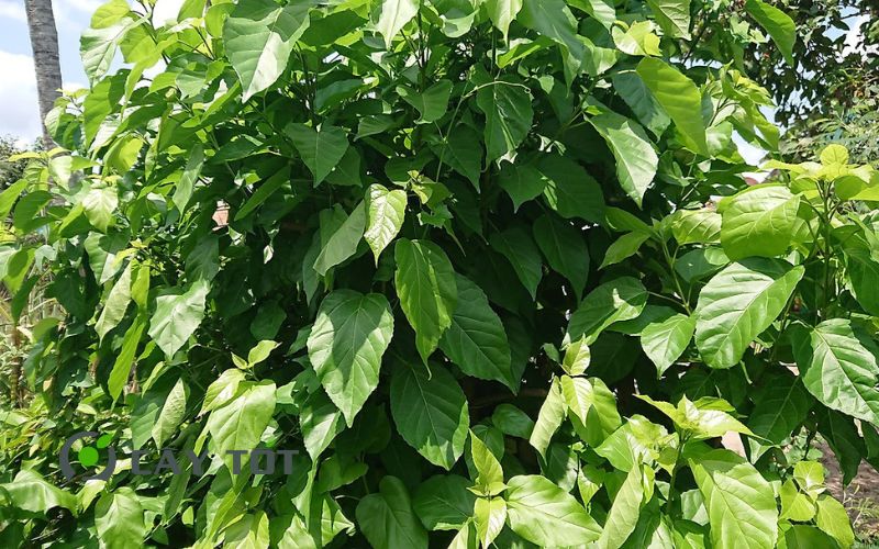 Hạt Giống Lá Cách