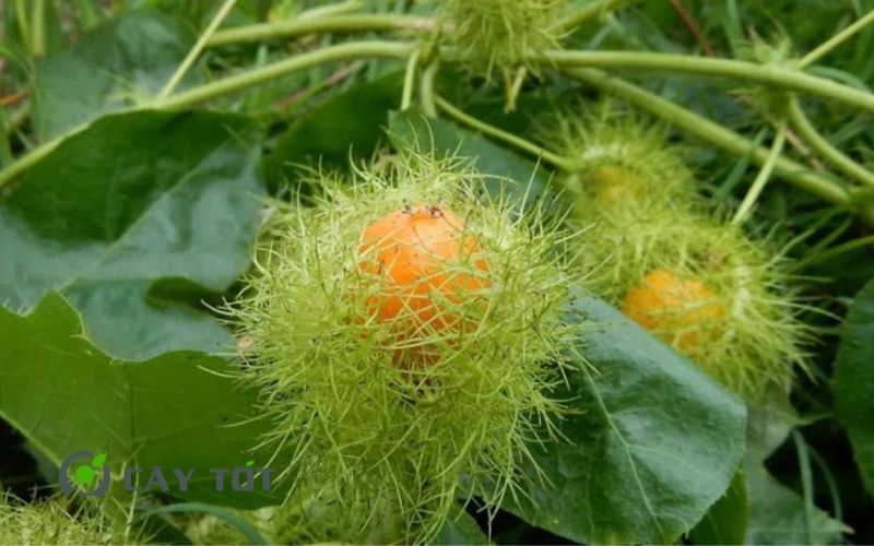 Hạt Giống Lạc Tiên