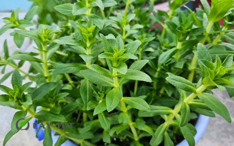 Hạt Giống Rau Om