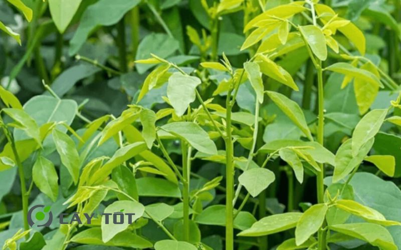 Hạt Giống Rau Bồ Ngót