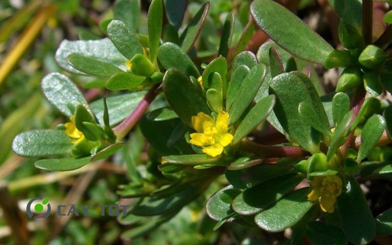 Hạt Giống Rau Sam