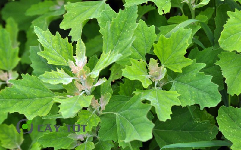 Hạt Giống Rau Muối