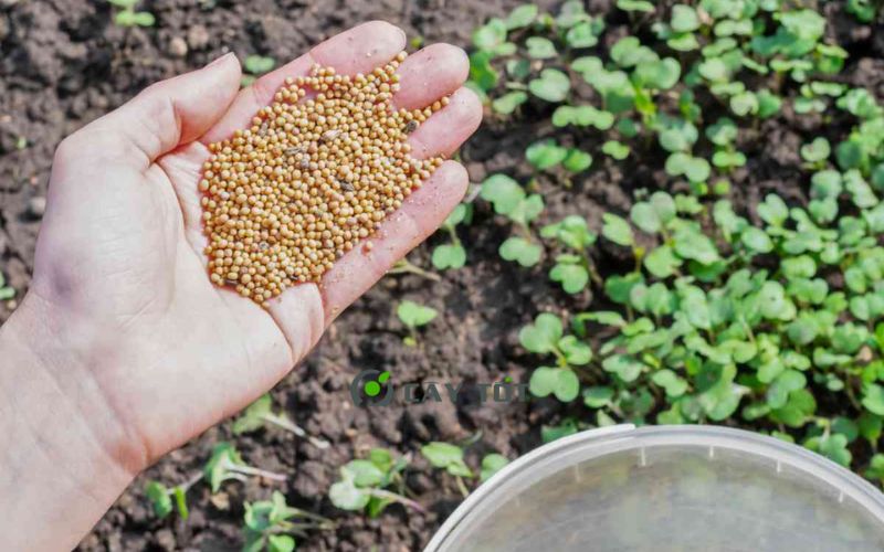 Hạt Giống Cải Bẹ Trắng