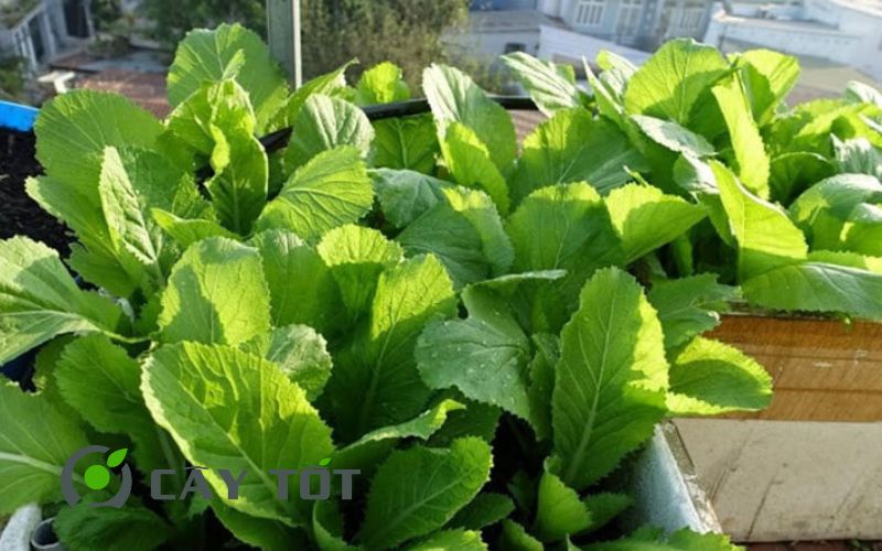 Hạt Giống Cải Bẹ Xanh