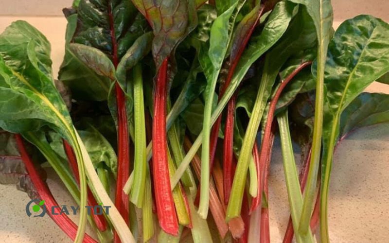 Hạt Giống Cải Cầu Vồng