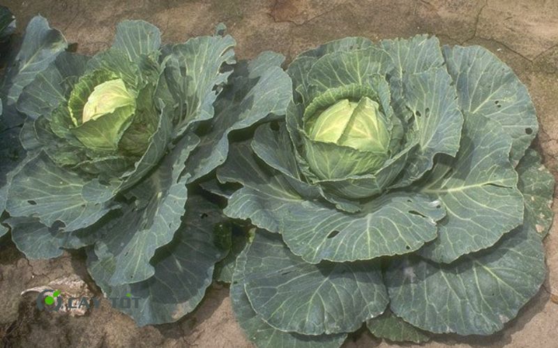 Hạt Giống Bắp Cải