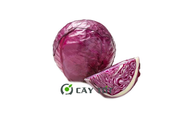 Hạt Giống Bắp Cải Tím