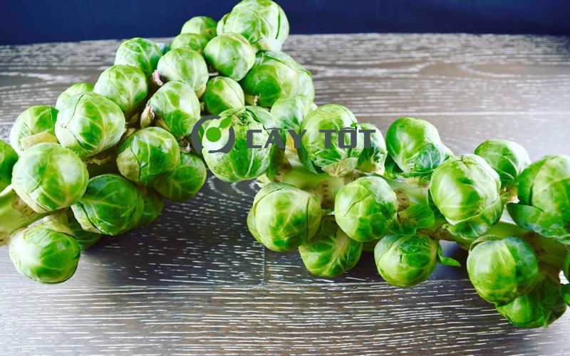 Hạt Giống Bắp Cải Mini