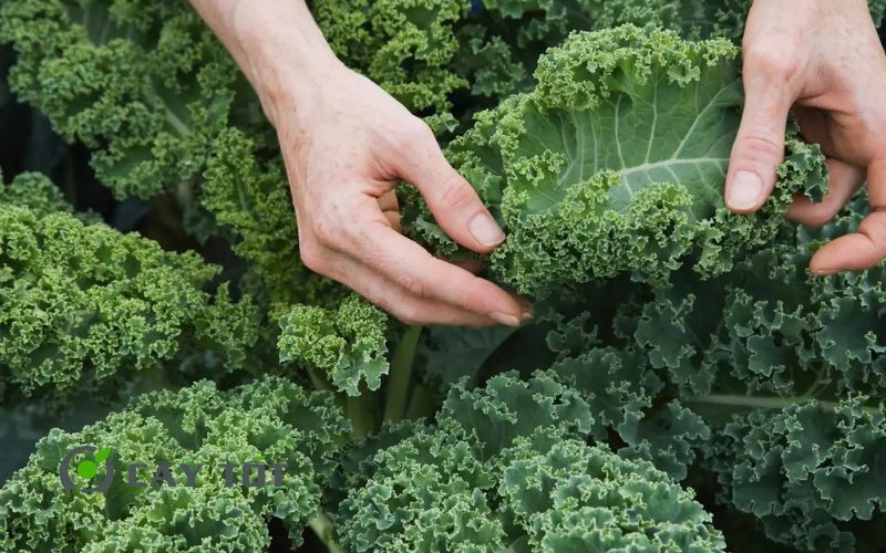 Hạt Giống Cải Xoăn Kale