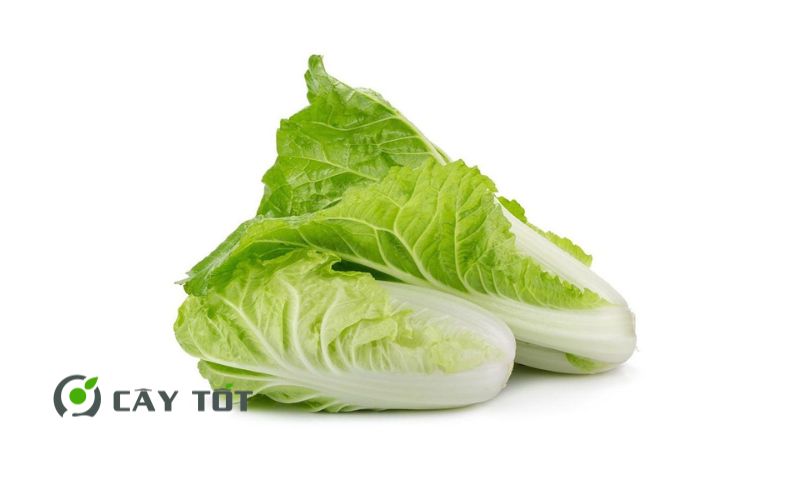 Hạt Giống Cải Thảo