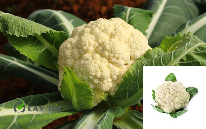 Hạt Giống Súp Lơ Trắng