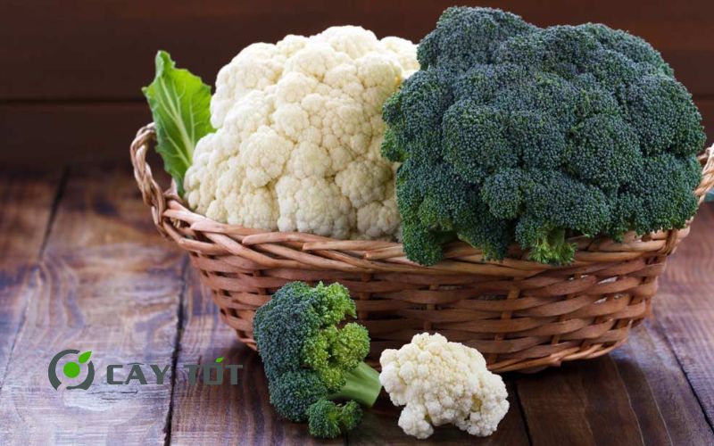 Hạt Giống Súp Lơ Xanh