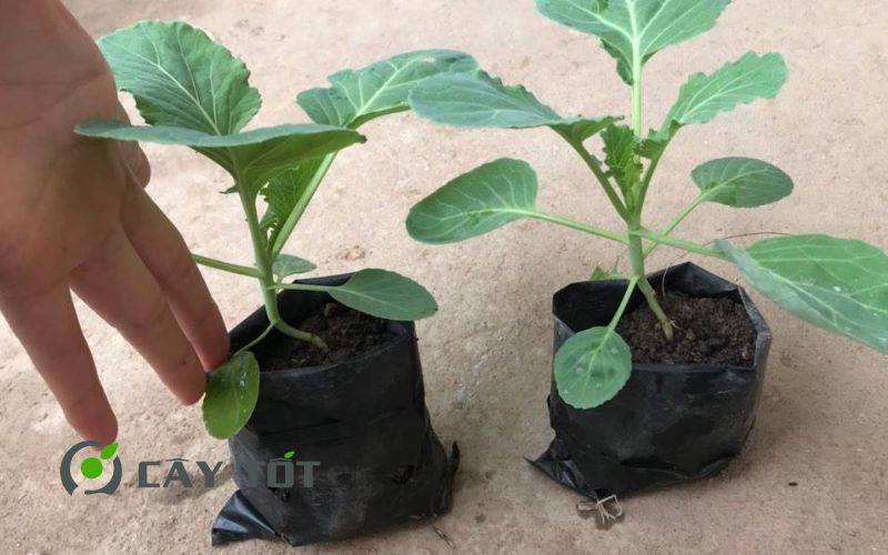 Hạt Giống Súp Lơ Tím