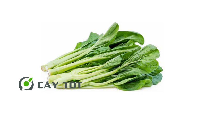 Hạt Giống Bông Cải Ngồng