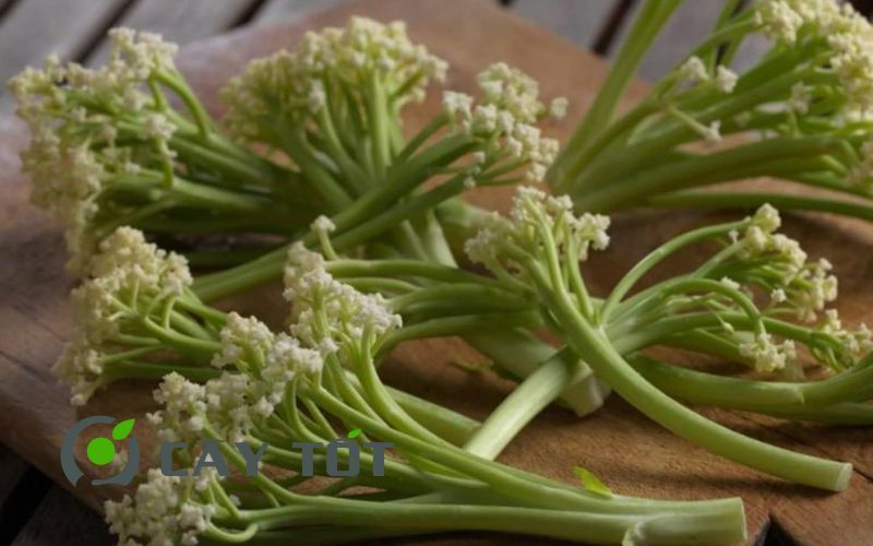 Hạt Giống Bông Cải Baby